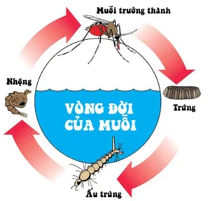 Em hãy tìm hiểu thêm về vòng đời của một số loài thực vật và động vật ở địa phương Van Dung Trang 158 Khtn 7 Chan Troi