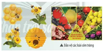 Theo em, người nông dân thường nuôi ong trong các vườn cây ăn quả để làm gì? Van Dung Trang 178 Khtn 7 Chan Troi