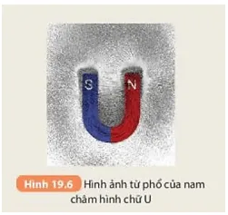 Hình 19.6 cho biết từ phổ của nam châm hình chữ U. Dựa vào đó hãy vẽ đường sức từ (ảnh 8) Bai 19 Tu Truong 132665