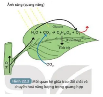 Những chất nào được trao đổi giữa tế bào lá với môi trường và dạng năng lượng nào (ảnh 3) Bai 22 Quang Hop O Thuc Vat 132685