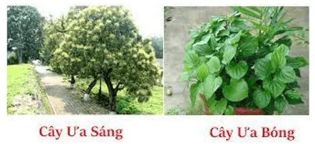 Hãy kể tên những loài cây ưa bóng và ưa sáng mà em biết (ảnh 1) Bai 23 Mot So Yeu To Anh Huong Den Quang Hop 132699