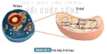 Kể tên các chất tham gia vào quá trình hô hấp và các sản phẩm được tạo ra (ảnh 1) Bai 25 Ho Hap Te Bao 132706
