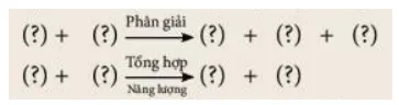 Đọc thông tin trong mục II, sử dụng các cụm từ: Glucose, Carbon dioxide, ATP, Nước, Oxygen (ảnh 2) Bai 25 Ho Hap Te Bao 132707