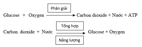 Đọc thông tin trong mục II, sử dụng các cụm từ: Glucose, Carbon dioxide, ATP, Nước, Oxygen (ảnh 3) Bai 25 Ho Hap Te Bao 132708