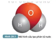 Tính phân cực của phân tử nước được thể hiện như thế nào? (ảnh 2) Bai 29 Vai Tro Cua Nuoc Va Chat Dinh Duong Doi Voi Sinh Vat 132723