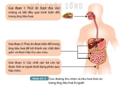 Quan sát Hình 31.1, hãy mô tả con đường thu nhận và tiêu hóa thức ăn trong ống tiêu hóa (ảnh 1) Bai 31 Trao Doi Nuoc Va Chat Dinh Duong O Dong Vat 132752