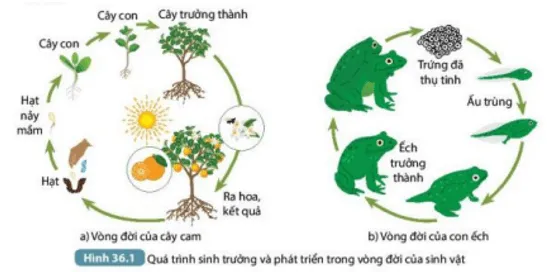 Trình bày các giai đoạn sinh trưởng và phát triển của cây cam và con ếch (ảnh 2) Bai 36 Khai Quat Ve Sinh Truong Va Phat Trien O Sinh Vat 132885