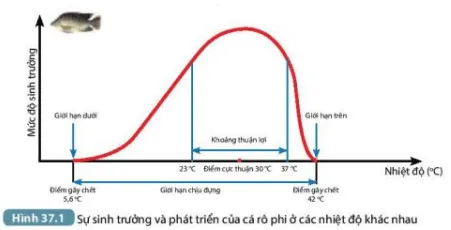 Nhận xét mức độ sinh trưởng và phát triển của cá rô phi ở các mức nhiệt độ (ảnh 1) Bai 37 Ung Dung Sinh Truong Va Phat Trien O Sinh Vat Vao Thuc Tien 132904