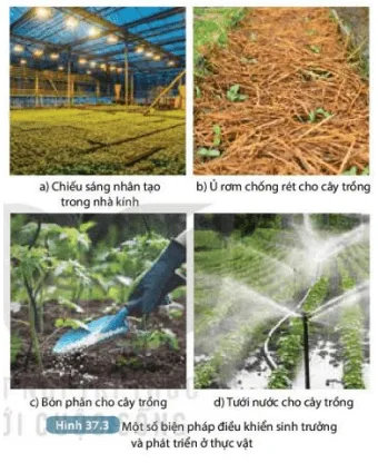 Nêu các biện pháp điều khiển sinh trưởng, phát triển ở thực vật trong Hình 37.3 và tác dụng (ảnh 3) Bai 37 Ung Dung Sinh Truong Va Phat Trien O Sinh Vat Vao Thuc Tien 132906