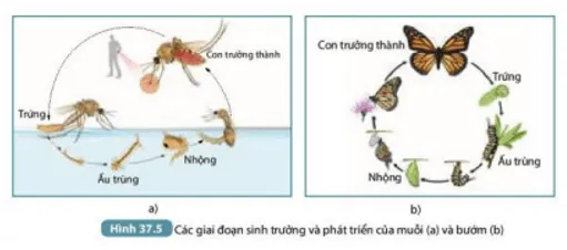 Nhận xét về hình thái của muỗi và bướm ở các giai đoạn khác nhau trong vòng đời (ảnh 8) Bai 37 Ung Dung Sinh Truong Va Phat Trien O Sinh Vat Vao Thuc Tien 132911