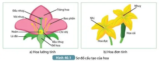 Quan sát Hình 40.1a, mô tả cấu tạo của hoa lưỡng tính. Hoa lưỡng tính có đặc điểm gì (ảnh 3) Bai 40 Sinh San Huu Tinh O Sinh Vat 132949