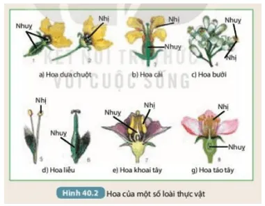 Phân loại hoa đơn tính và hoa lưỡng tính trong Hình 40.2 (ảnh 4) Bai 40 Sinh San Huu Tinh O Sinh Vat 132951