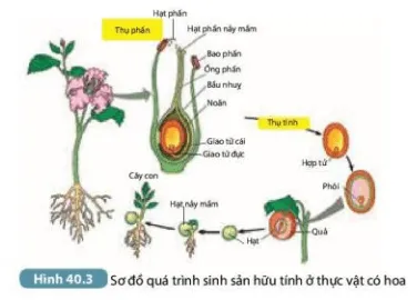 Mô tả các giai đoạn trong sinh sản hữu tính ở thực vật. Phân biệt quá trình thụ phấn (ảnh 5) Bai 40 Sinh San Huu Tinh O Sinh Vat 132952