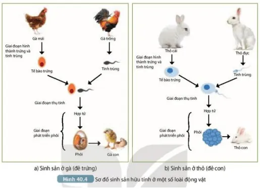 Quan sát Hình 40.4a, mô tả khái quát các giai đoạn sinh sản hữu tính ở gà và thỏ (ảnh 7) Bai 40 Sinh San Huu Tinh O Sinh Vat 132954
