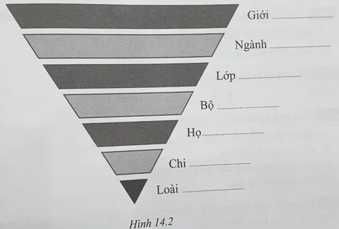 Sách bài tập Khoa học tự nhiên lớp 6 Bài 14: Phân loại thế giới sống | Giải SBT KHTN 6 Cánh diều Bai 14 Phan Loai The Gioi Song 62584