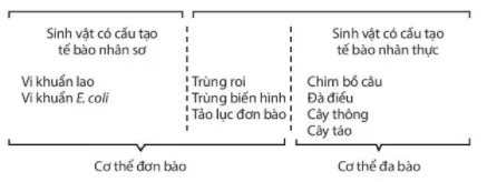 Bài 19: Cơ thể đơn bào và cơ thể đa bào Bai 19 Co The Don Bao Va Co The Da Bao 59429