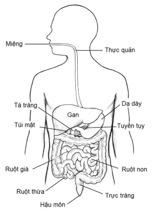 Bài 21: Thực hành quan sát sinh vật Bai 21 Thuc Hanh Quan Sat Sinh Vat 59462