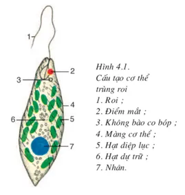 Bài 21: Thực hành quan sát sinh vật Bai 21 Thuc Hanh Quan Sat Sinh Vat 59463