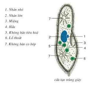 Bài 21: Thực hành quan sát sinh vật Bai 21 Thuc Hanh Quan Sat Sinh Vat 59464