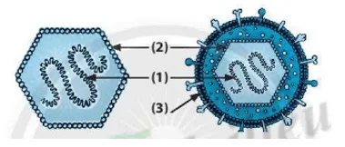 Bài 24: Virus Bai 24 Virus 59490