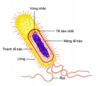 Bài 25: Vi khuẩn Bai 25 Vi Khuan 59495