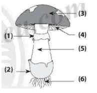 Bài 28: Nấm Bai 28 Nam 59515