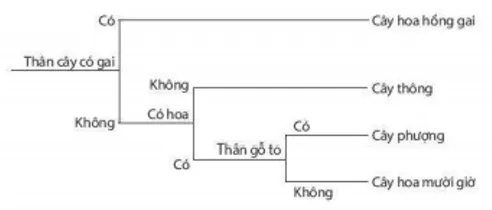 Bài 30: Thực hành phân loại thực vật Bai 30 Thuc Hanh Phan Loai Thuc Vat 59532