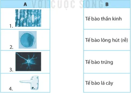 Bài 18. Tế bào – đơn vị cơ bản của sự sống Bai 18 Te Bao Don Vi Co Ban Cua Su Song 56060