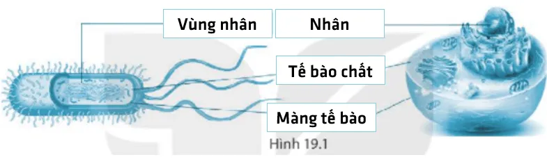 Bài 19. Cấu tạo và chức năng các thành phần của tế bào Bai 19 Cau Tao Va Chuc Nang Cac Thanh Phan Cua Te Bao 56065