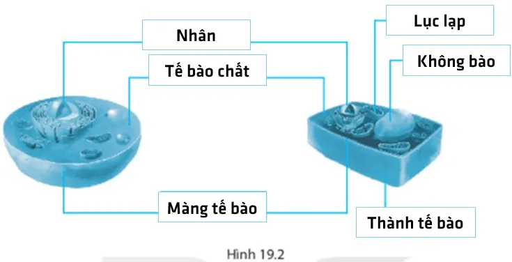 Bài 19. Cấu tạo và chức năng các thành phần của tế bào Bai 19 Cau Tao Va Chuc Nang Cac Thanh Phan Cua Te Bao 56069
