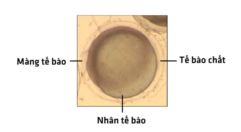 Bài 21. Thực hành: Quan sát và phân biệt một số loại tế bào Bai 21 Thuc Hanh Quan Sat Va Phan Biet Mot So Loai Te Bao 56078