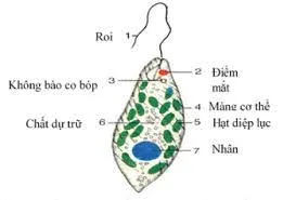 Bài 24. Thực hành: Quan sát và mô tả cơ thể đơn bào, cơ thể đa bào Bai 24 Thuc Hanh Quan Sat Va Mo Ta Co The Don Bao Co The Da Bao 56096
