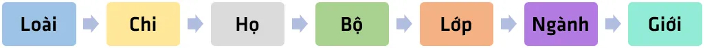 Bài 25. Hệ thống phân loại sinh vật Bai 25 He Thong Phan Loai Sinh Vat 56101