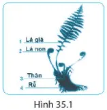 Bài 35. Thực hành: Quan sát và phân biệt một số nhóm thực vật Bai 35 Thuc Hanh Quan Sat Va Phan Biet Mot So Nhom Thuc Vat 56135