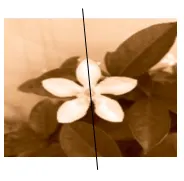Các bông hoa và chiếc lá dưới đây hình nào có tính đối xứng Bai 5 Trang 77 Sbt Toan Lop 6 Tap 2 Chan Troi 68866
