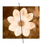 Các bông hoa và chiếc lá dưới đây hình nào có tính đối xứng Bai 5 Trang 77 Sbt Toan Lop 6 Tap 2 Chan Troi 68868