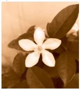 Các bông hoa và chiếc lá dưới đây hình nào có tính đối xứng Bai 5 Trang 77 Sbt Toan Lop 6 Tap 2 Chan Troi 68869