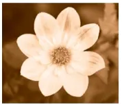 Các bông hoa và chiếc lá dưới đây hình nào có tính đối xứng Bai 5 Trang 77 Sbt Toan Lop 6 Tap 2 Chan Troi 68871
