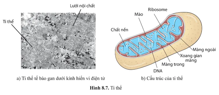 Quan sát hình 8.7 và nêu hình dạng và các thành phần cấu tạo của ti thể A Sua Cau Hoi 10 Trang 46 Sinh Hoc 10