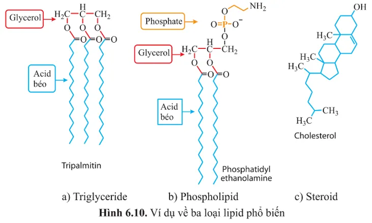 Các lipid trong hình 6.10 được cấu tạo từ những nguyên tố chính nào A Sua Cau Hoi 19 Trang 35 Sinh Hoc 10