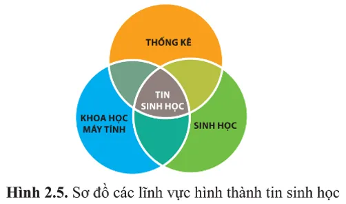 Quan sát hình 2.5, cho biết tin sinh học là gì A Sua Cau Hoi 2 Trang 17 Sinh Hoc 10