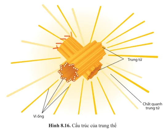 Quan sát hình 8.16 và mô tả cấu tạo của trung thể A Sua Cau Hoi 27 Trang 51 Sinh Hoc 10