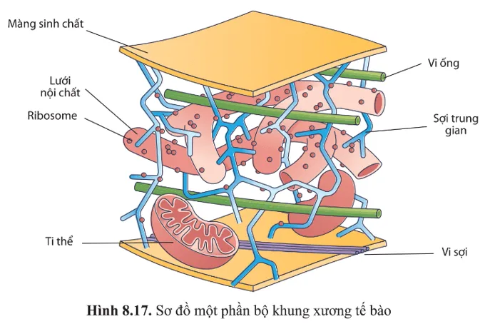 Quan sát hình 8.17, nêu các thành phần cấu tạo của bộ khung tế bào và chức năng của chúng A Sua Cau Hoi 29 Trang 52 Sinh Hoc 10