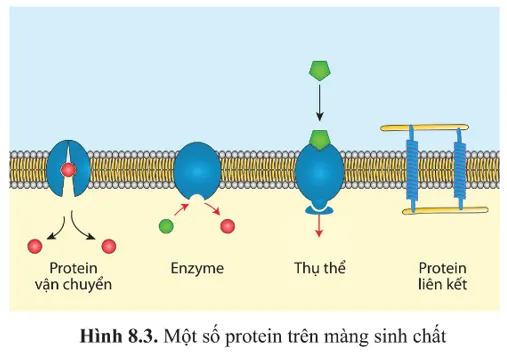 Quan sát hình 8.3 và nêu chức năng chính của protein trên màng sinh chất A Sua Cau Hoi 3 Trang 43 Sinh Hoc 10