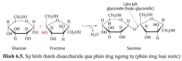 Dựa vào hình 6.5, cho biết Thành phần cấu tạo của sucrose (saccharose) A Sua Cau Hoi 5 Trang 30 Sinh Hoc 10