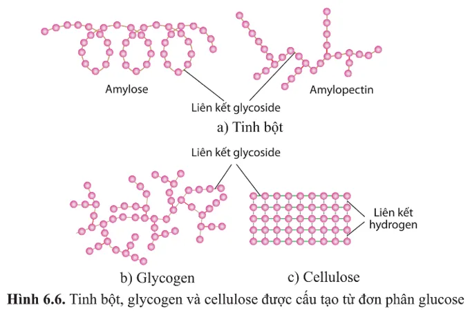 Quan sát hình 6.6 và nêu những đặc điểm giống nhau giữa tinh bột và glycogen A Sua Cau Hoi 6 Trang 31 Sinh Hoc 10