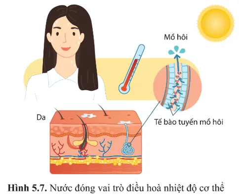 Quan sát hình 5.7, cho biết nước điều hòa nhiệt độ tế bào và cơ thể như thế nào A Sua Cau Hoi 8 Trang 28 Sinh Hoc 10