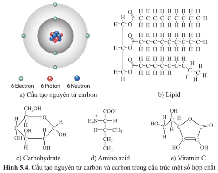Quan sát hình 5.4 và cho biết carbon có thể tạo nên loại liên kết và loại mạch gì A Sua Luyen Tap 1 Trang 27 Sinh Hoc 10