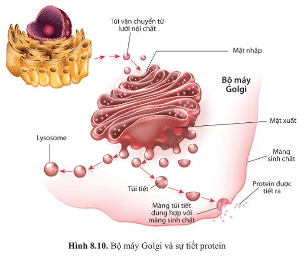 Dựa vào hình 8.10, mô tả con đường tiết enzyme ở tế bào tuyến tụy A Sua Luyen Tap 10 Trang 48 Sinh Hoc 10