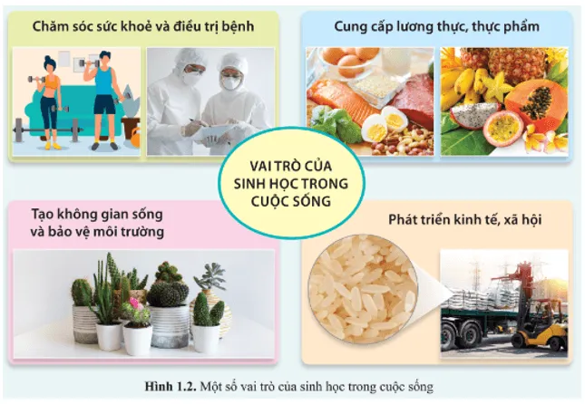 Cho ví dụ tương ứng với mỗi vai trò của sinh học trong cuộc sống ở hình 1.2 A Sua Luyen Tap 2 Trang 7 Sinh Hoc 10